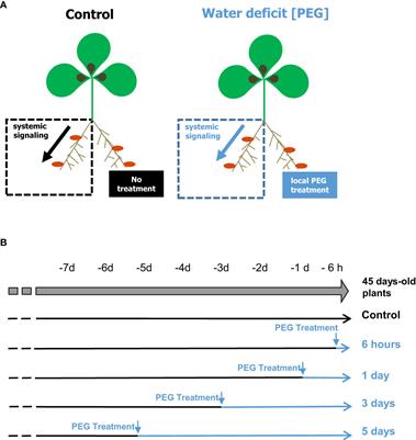 Localized osmotic stress activates systemic responses to N limitation in Medicago truncatula–Sinorhizobium symbiotic plants